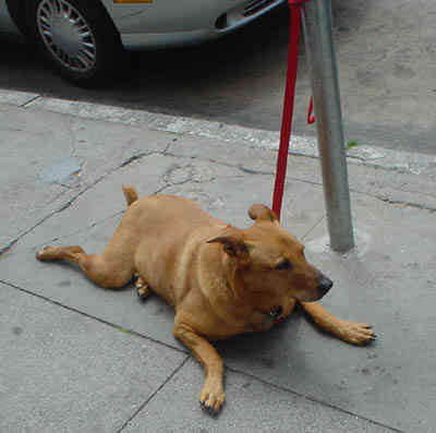 A dog wrapped up in his leash.