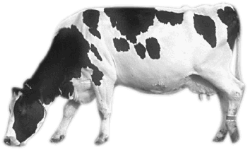 A cow.